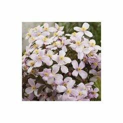 Brand new π― 50-90cm Clematis Montana 'Rubens' - 3L Pot π 7 Brand new π― 50-90cm Clematis Montana 'Rubens' - 3L Pot π -Ornamental Shrubs Sales PL13618 add image 3 1b62