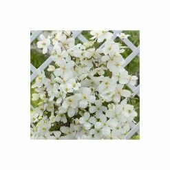 Promo ⌛ 50-90cm Clematis Montana 'Grandiflora' - 3L Pot 👏 -Ornamental Shrubs Sales PL13619 add image 2 d07b