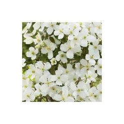 Promo ⌛ 50-90cm Clematis Montana 'Grandiflora' - 3L Pot 👏 -Ornamental Shrubs Sales PL13619 add image 3 2da7