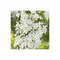 Promo ⌛ 50-90cm Clematis Montana 'Grandiflora' - 3L Pot 👏