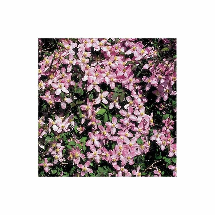 Hot Sale π 50-90cm Clematis Montana 'Fragrant Spring' - 3L Pot π 2 Hot Sale π 50-90cm Clematis Montana 'Fragrant Spring' - 3L Pot π - Image 2