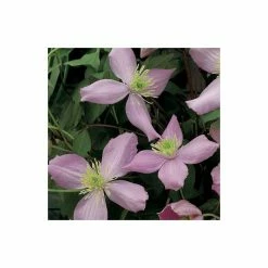 Hot Sale π 50-90cm Clematis Montana 'Fragrant Spring' - 3L Pot π 5 Hot Sale π 50-90cm Clematis Montana 'Fragrant Spring' - 3L Pot π -Ornamental Shrubs Sales PL13620 add image 2 c270
