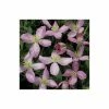 Hot Sale 🛒 50-90cm Clematis Montana 'Fragrant Spring' - 3L Pot 👏