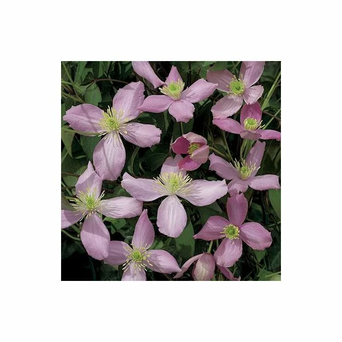 Hot Sale π 50-90cm Clematis Montana 'Fragrant Spring' - 3L Pot π 1 Hot Sale π 50-90cm Clematis Montana 'Fragrant Spring' - 3L Pot π