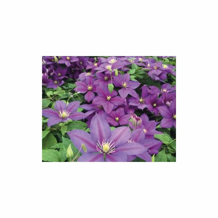Top 10 ⌛ Clematis 'Dazzle' - 2.5L Pot 😉 2 Top 10 ⌛ Clematis 'Dazzle' - 2.5L Pot 😉 - Image 2