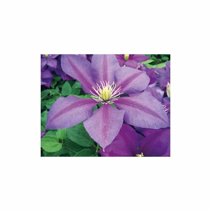 Top 10 ⌛ Clematis 'Dazzle' - 2.5L Pot 😉 1 Top 10 ⌛ Clematis 'Dazzle' - 2.5L Pot 😉
