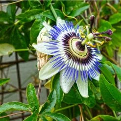 Coupon ❤️ Blue Passion Flower | Passiflora Caerulea ❤️ -Ornamental Shrubs Sales PL13657 add image 2 98cb
