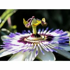 Coupon ❤️ Blue Passion Flower | Passiflora Caerulea ❤️ -Ornamental Shrubs Sales PL13657 add image 3 3a25