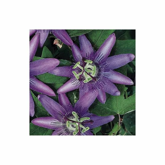 Brand new π₯° 2-3ft Passiflora Amethyst 'Lavender Lady' | 3L Pot | π₯ 3 Brand new π₯° 2-3ft Passiflora Amethyst 'Lavender Lady' | 3L Pot | π₯ - Image 3