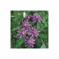 Brand new π₯° 2-3ft Passiflora Amethyst 'Lavender Lady' | 3L Pot | π₯ 9 Brand new π₯° 2-3ft Passiflora Amethyst 'Lavender Lady' | 3L Pot | π₯ -Ornamental Shrubs Sales PL13661 add image 2 bdaf