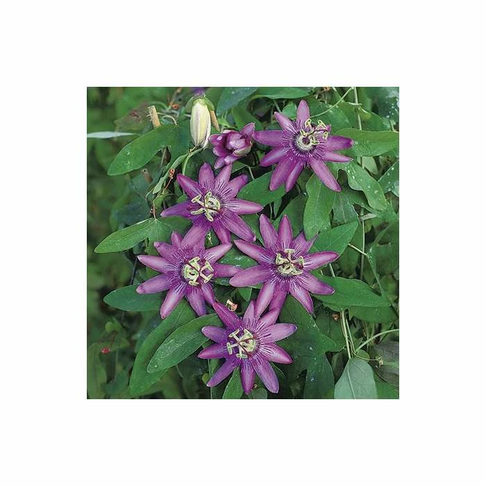 Brand new π₯° 2-3ft Passiflora Amethyst 'Lavender Lady' | 3L Pot | π₯ 4 Brand new π₯° 2-3ft Passiflora Amethyst 'Lavender Lady' | 3L Pot | π₯ - Image 4