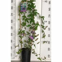 Brand new π₯° 2-3ft Passiflora Amethyst 'Lavender Lady' | 3L Pot | π₯ 10 Brand new π₯° 2-3ft Passiflora Amethyst 'Lavender Lady' | 3L Pot | π₯ -Ornamental Shrubs Sales PL13661 add image 3 a8b8