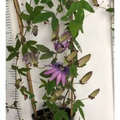 Brand new π₯° 2-3ft Passiflora Amethyst 'Lavender Lady' | 3L Pot | π₯ 11 Brand new π₯° 2-3ft Passiflora Amethyst 'Lavender Lady' | 3L Pot | π₯ -Ornamental Shrubs Sales PL13661 add image 4 d134