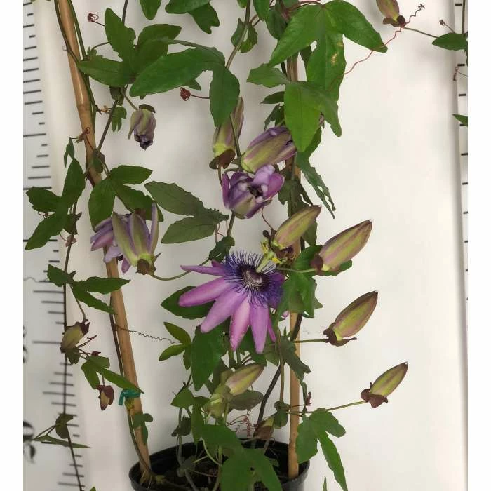 Brand new π₯° 2-3ft Passiflora Amethyst 'Lavender Lady' | 3L Pot | π₯ 6 Brand new π₯° 2-3ft Passiflora Amethyst 'Lavender Lady' | 3L Pot | π₯ - Image 6
