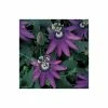 Brand new 🥰 2-3ft Passiflora Amethyst 'Lavender Lady' | 3L Pot | 🔥
