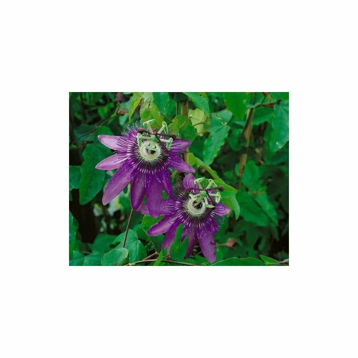 Brand new π₯° 2-3ft Passiflora Amethyst 'Lavender Lady' | 3L Pot | π₯ 2 Brand new π₯° 2-3ft Passiflora Amethyst 'Lavender Lady' | 3L Pot | π₯ - Image 2