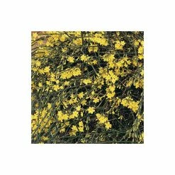 Budget 🤩 Winter Jasmine | Jasminium Nudiflorum 😍 -Ornamental Shrubs Sales PL13671 add image 2 6862