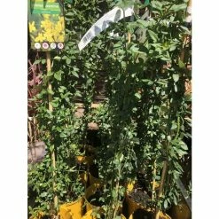 Budget 🤩 Winter Jasmine | Jasminium Nudiflorum 😍 -Ornamental Shrubs Sales PL13671 add image 3 0a33