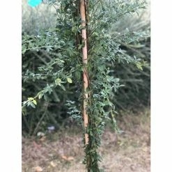 Budget 🤩 Winter Jasmine | Jasminium Nudiflorum 😍 -Ornamental Shrubs Sales PL13671 add image 4 9817