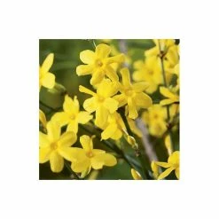 Budget 🤩 Winter Jasmine | Jasminium Nudiflorum 😍