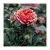 Flash Sale 🎉 Duchess Of Cornwall Bush Rose - 5.5L 🥰