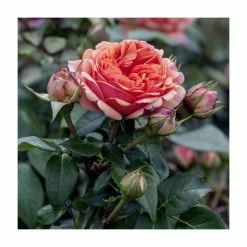 Flash Sale 🎉 Duchess Of Cornwall Bush Rose - 5.5L 🥰
