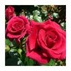 Cheapest 💯 Lovestruck Bush Rose - 5.5L Pot 🎉