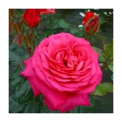 Best Sale ⭐ My Dad Bush Rose - 5.5L Pot ✔️