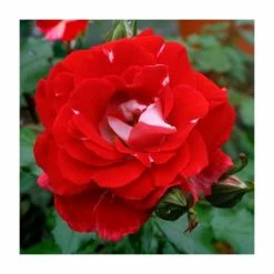 Buy 🌟 My Mum Bush Rose - 5.5L Pot 💯