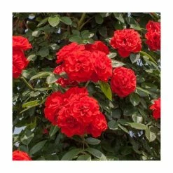 Best Sale ⭐ Orange Sunblaze Patio Rose - 4L Pot 🤩
