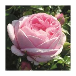 Best reviews of 🎁 Pink Martini Bush Rose - 5.5L Pot 🔥