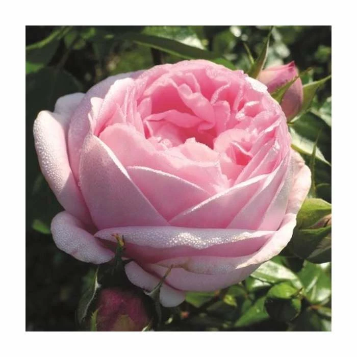 Best reviews of ๐ Pink Martini Bush Rose - 5.5L Pot ๐ฅ 1 Best reviews of ๐ Pink Martini Bush Rose - 5.5L Pot ๐ฅ
