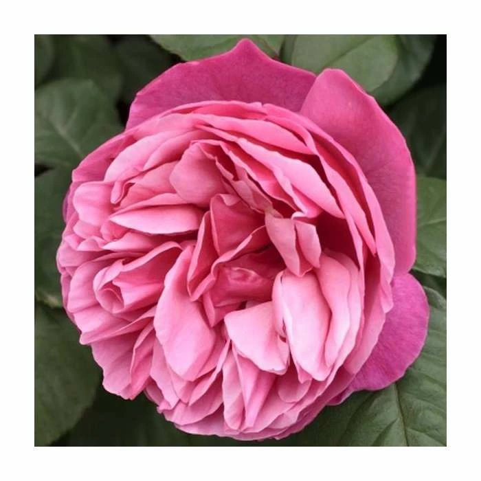 Best Pirce π― The Anniversary Rose Bush Rose- 5.5L Pot 𧨠1 Best Pirce π― The Anniversary Rose Bush Rose- 5.5L Pot π§¨
