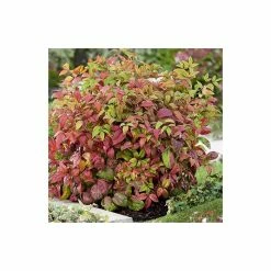 Hot Sale 😀 2ft Nandina 'Fire Power' | 10L Pot |Heavenly Bamboo 🔔 -Ornamental Shrubs Sales PL300610L add image 1 3dbe