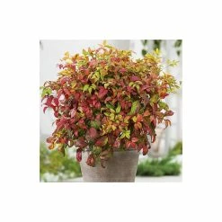 Hot Sale 😀 2ft Nandina 'Fire Power' | 10L Pot |Heavenly Bamboo 🔔