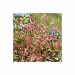 Deals โญ 2ft Nandina 'Twilight' | 10L Pot |Heavenly Bamboo ๐งจ 5 Deals โญ 2ft Nandina 'Twilight' | 10L Pot |Heavenly Bamboo ๐งจ -Ornamental Shrubs Sales PL300810L add image 1 7700