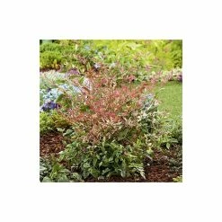 Deals ⭐ 2ft Nandina 'Twilight' | 10L Pot |Heavenly Bamboo 🧨
