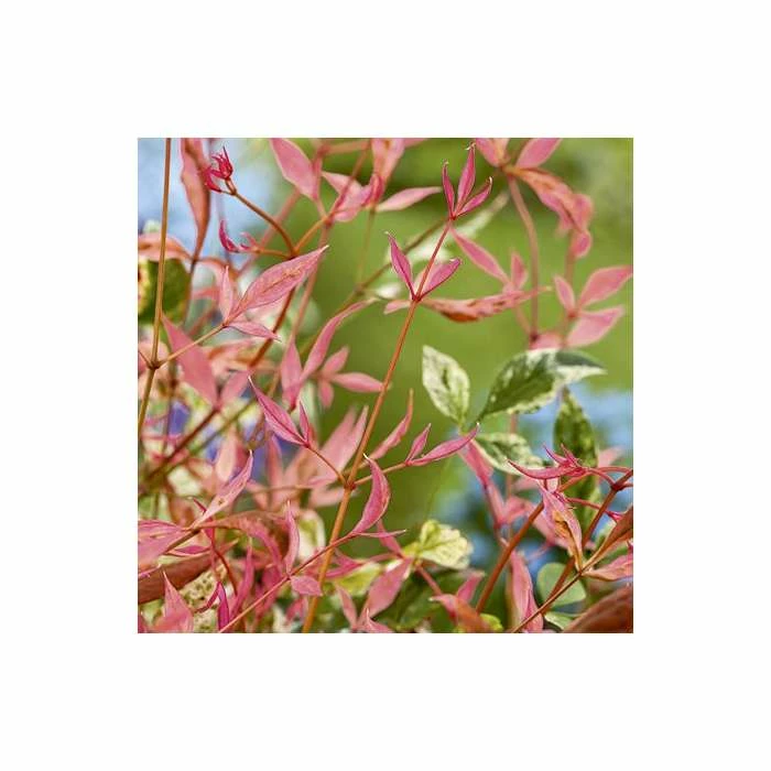 Deals โญ 2ft Nandina 'Twilight' | 10L Pot |Heavenly Bamboo ๐งจ 2 Deals โญ 2ft Nandina 'Twilight' | 10L Pot |Heavenly Bamboo ๐งจ - Image 2