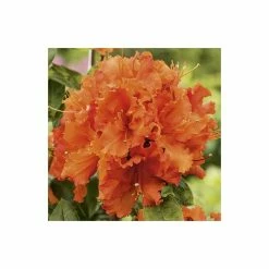 Coupon 🔥 2ft Deciduous Azalea 'Gibraltar' | 5L Pot 🤩 -Ornamental Shrubs Sales PL301195L add image 2 7779