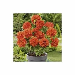 Coupon 🔥 2ft Deciduous Azalea 'Gibraltar' | 5L Pot 🤩