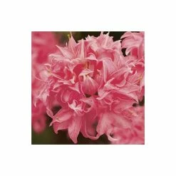 Deals π 2ft Deciduous Azalea 'Homebush' | 5L Pot π 7 Deals π 2ft Deciduous Azalea 'Homebush' | 5L Pot π -Ornamental Shrubs Sales PL301205L add image 2 e2ed