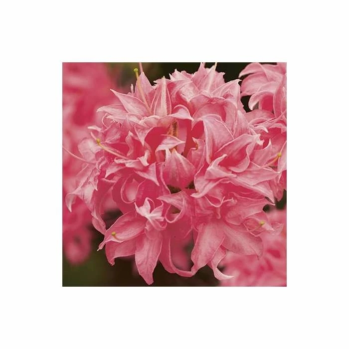 Deals π 2ft Deciduous Azalea 'Homebush' | 5L Pot π 3 Deals π 2ft Deciduous Azalea 'Homebush' | 5L Pot π - Image 3