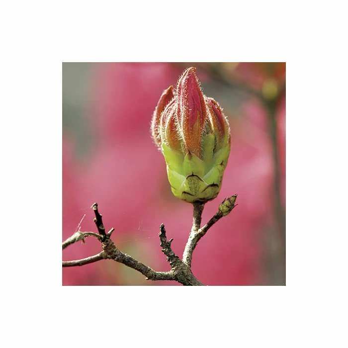 Deals π 2ft Deciduous Azalea 'Homebush' | 5L Pot π 4 Deals π 2ft Deciduous Azalea 'Homebush' | 5L Pot π - Image 4