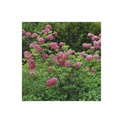 Deals π 2ft Deciduous Azalea 'Homebush' | 5L Pot π 9 Deals π 2ft Deciduous Azalea 'Homebush' | 5L Pot π -Ornamental Shrubs Sales PL301205L add image 4 e680