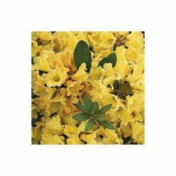 Hot Sale ✨ 1ft Rhododendron 'Nancy Evans' | 3L Pot | Rhododendron Yakushimanum 🛒
