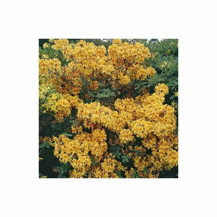 Best Pirce π 2ft Deciduous Azalea 'Klondyke' | 5L Pot β¨ 2 Best Pirce π 2ft Deciduous Azalea 'Klondyke' | 5L Pot β¨ - Image 2
