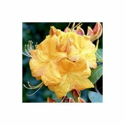 Best Pirce π 2ft Deciduous Azalea 'Klondyke' | 5L Pot β¨ 5 Best Pirce π 2ft Deciduous Azalea 'Klondyke' | 5L Pot β¨ -Ornamental Shrubs Sales PL301305L add image 2 3f3a