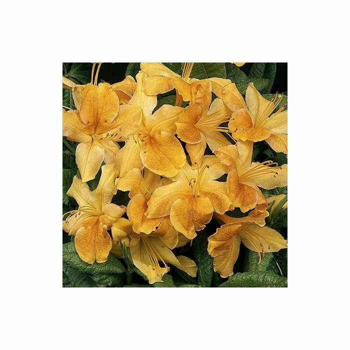 Best Pirce π 2ft Deciduous Azalea 'Klondyke' | 5L Pot β¨ 1 Best Pirce π 2ft Deciduous Azalea 'Klondyke' | 5L Pot β¨
