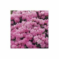 Deals 🎁 1ft Rhododendron 'Kalinka' | 3L Pot | Rhododendron Yakushimanum 🔥 -Ornamental Shrubs Sales PL301323L add image 2 e4d1