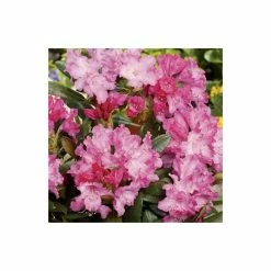 Deals 🎁 1ft Rhododendron 'Kalinka' | 3L Pot | Rhododendron Yakushimanum 🔥